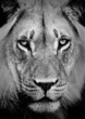 Lion Portrait