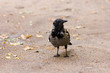 Raven