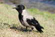 Raven