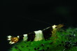 Foto: caridina cantonensis black bee caridina cantonensis black bee