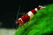 Foto: taiwan bee red wine taiwan bee red wine