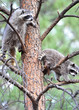 north american raccoons up a tree,  yellowstone nat park, idaho