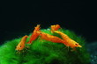 Foto: neocaridina sakura orange neocaridina sakura orange