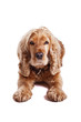 Photo: Cocker Spaniel Cocker Spaniel