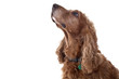 Photo: Cocker Spaniel Cocker Spaniel