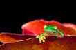 Little green tree frog sitting on red leaf