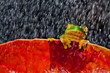 Little green tree frog sitting on red leaf