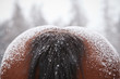 Pferd im Schnee