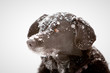 Hund im Schnee