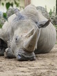 Photo: Nashorn Nashorn