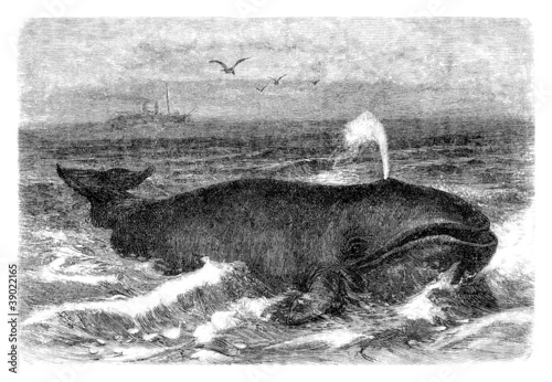 Illustration: Whale Whale