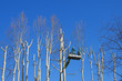 Photo: men pruning with a chainsaw men pruning with a chainsaw