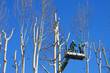 Photo: men pruning with a chainsaw men pruning with a chainsaw