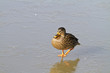 Female mallard duck (Anas platyrhynchos)  on ice