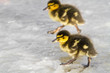 Foto: Ducklings running across ice Ducklings running across ice