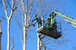 men pruning with a chainsaw