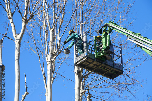 Photo: men pruning with a chainsaw men pruning with a chainsaw