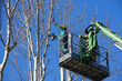 Photo: men pruning with a chainsaw men pruning with a chainsaw