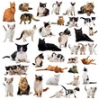 chats en studio