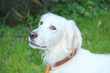 cane bianco