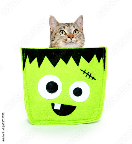 Photo: Cute cat in Halloween bag Cute cat in Halloween bag