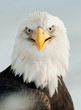 Close up Portrait of a Bald eagle with an open beak .
