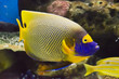 Reef fish