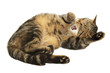 Cute cat