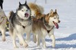 Sled dog Race in Lenk / Switzerland 2012