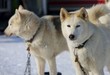 Sled dog Race in Lenk / Switzerland 2012