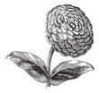 Zinnia or Zinnia elegans vintage engraving
