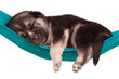 Cute puppy