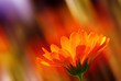 Blume