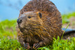 Wild Beaver