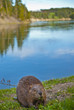 Wild Beaver