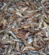 fresh shrimps or prawns