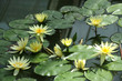 Yellow lotus in the pond
