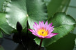 Purple lotus in the pond