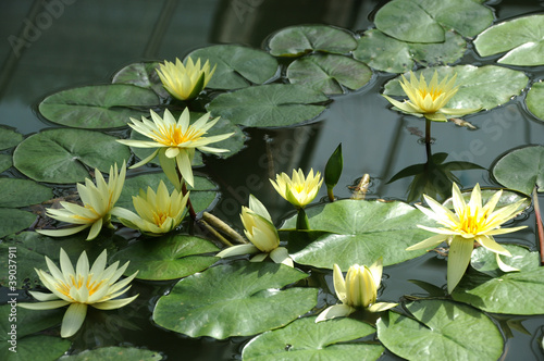 Photo: Yellow lotus in the pond Yellow lotus in the pond