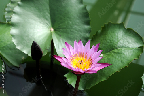 Photo: Purple lotus in the pond Purple lotus in the pond