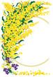 mimosa sfondo bianco