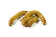 Photo: Mealworms, Tenebrio Molitor, darkling beetle larvae on white. Mealworms, Tenebrio Molitor, darkling beetle larvae on white.