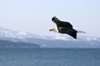 Bald eagle 31