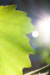 sumbeams and a leaf