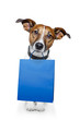 dog with a shopping bag
