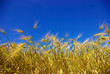 wheat