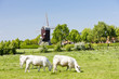 windmill and cows, Boeschepe, Nord-Pas-de-Calais, France