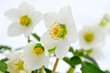 Christrose
