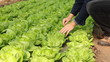 Lettuce in a Greenhouse