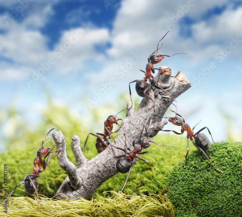 Photo: team of ants and rusty tree, teamwork concept team of ants and rusty tree, teamwork concept